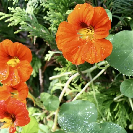 Bed & Breakfast Holland 2*