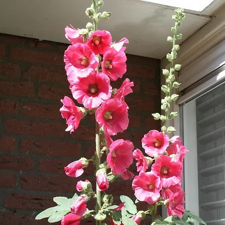 Bed & Breakfast Holland 2*