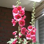 Bed & Breakfast Holland 2*