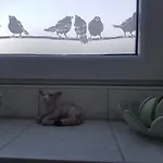 Bed & Breakfast Holland 2*