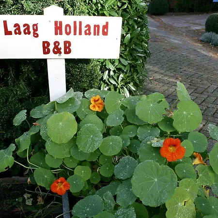 Holland פורמרנד